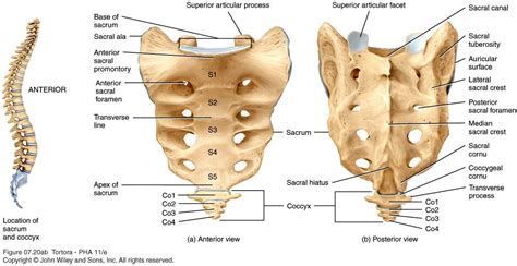 Your Sacrum & Your Coccyx - Clearview Chiropractic