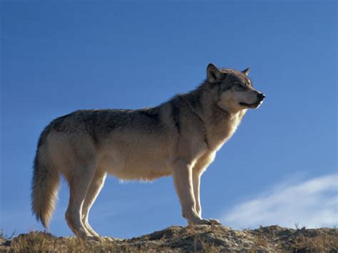 The Wildlife of Glacier National Park | Blog Posts | WWF