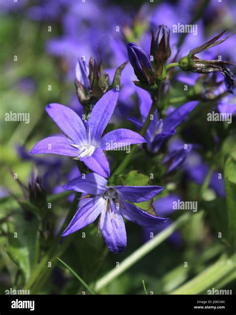 Patrick Star Purple Flowers