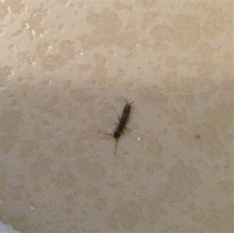 Need help identifying bugs in bathroom : r/pestcontrol