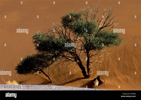 Camelthorn tree in Dune Namib Desert Namibia Stock Photo - Alamy