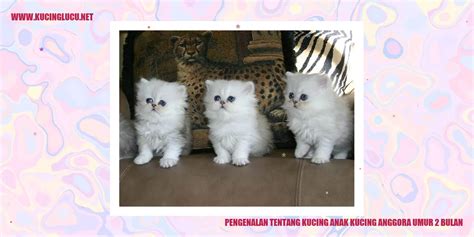 Anak Kucing Anggora Umur 2 Bulan: Belajar Menjelajah dengan Lincah ...