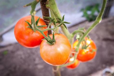 How to Take Care of a Tomato Plant (And How to Grow Them) - Dengarden