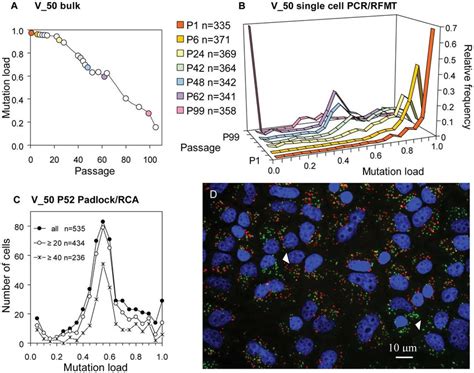 Heteroplasmy evolution of cybrid clone V_50. (A) Average cellular ...