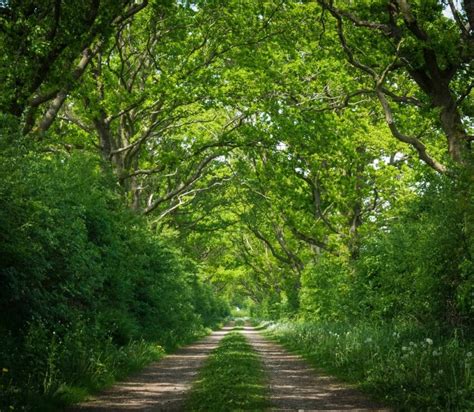 Free picture: road, tree, nature, wood, landscape, environment, road ...