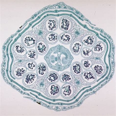 Plant Microscope Slides | Carolina Biological Supply