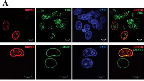 Immunofluorescence microscopy – Encyclopedia of Biological Methods