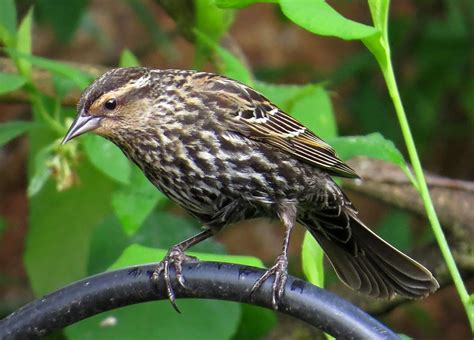 Red-winged Blackbird female | BirdNote