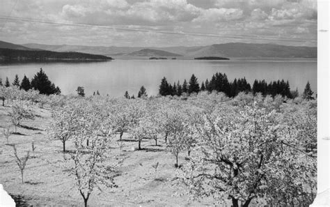 1961 Flathead Lake Cherry Orchard | Montana History Portal