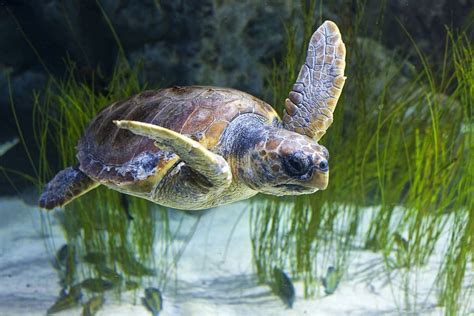 HD wallpaper: animal, animals, water, underwater, portrait, gad, turtle ...