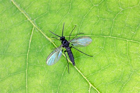 Gnat bites: what do they look like and how to treat them - TrendRadars