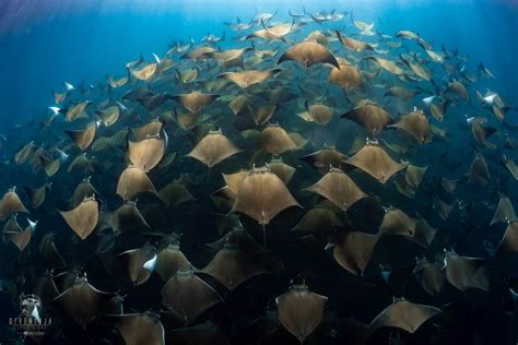 The Magnificent Mobula Rays of Baja California Mexico