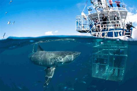 Shark Cage Diving - Wide Vision Travel