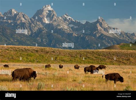 Herd of American Bison or Buffalo Bison bison, in grasslands, Grand ...