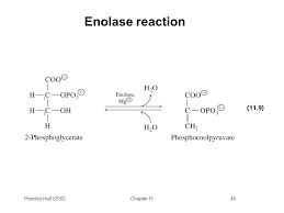 enolase Flashcards | Quizlet