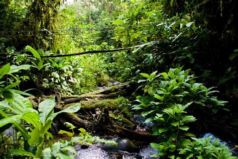 What Can You Do In the Amazon Rainforest? | Amazon Cruises and Lodges