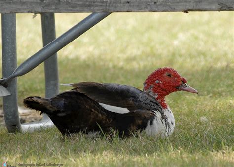 Duck Pond Redheaded Goose 1