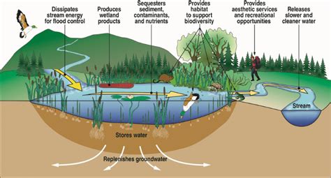 Wetland Ecosystem Diagram