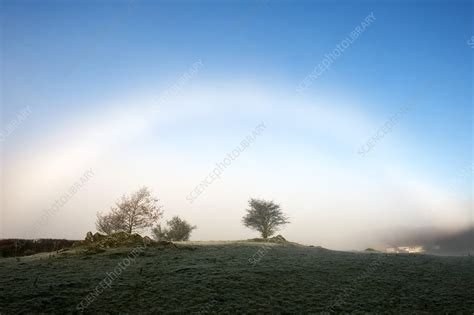 Fog bow - Stock Image - C021/5558 - Science Photo Library