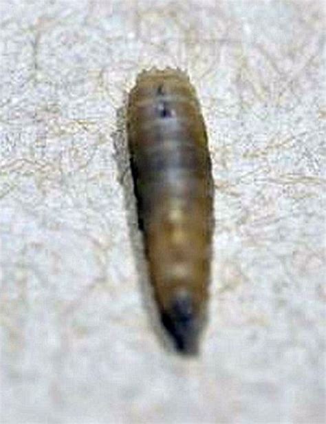 blow fly maggot - PEST CONTROL CANADA