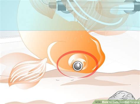 How to Cure Goldfish Dropsy: 15 Steps (with Pictures) - wikiHow