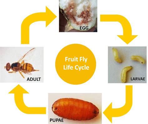 Fruit Fly Life Cycle Stages