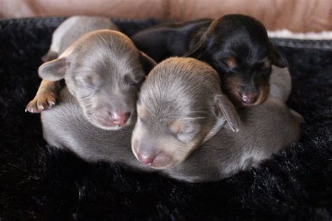 Blue and Tans / Isabella Dachshund Puppies at Muddy River Dachshunds ...