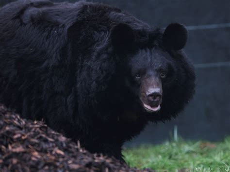 Bear rescued in Ukraine shelling gets home in Five Sisters Zoo - BBC News