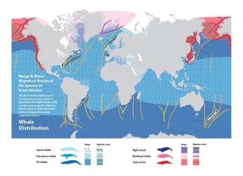 Whale Migration