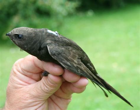 Tracking Swifts | BTO - British Trust for Ornithology