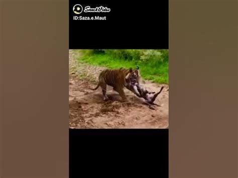 Tiger vs dog fight 🥵🐱 - YouTube