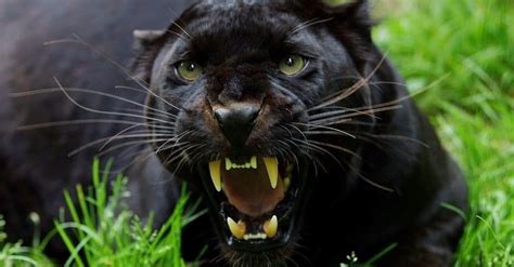 What Do Panthers Eat? 15 Animals They Hunt For Food - A-Z Animals