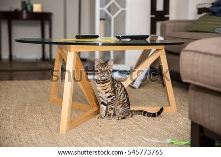 Cat Under Table Stock Images, Royalty-Free Images & Vectors | Shutterstock