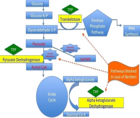 Carbohydrate metabolism and role of thiamine. The inability to use the ...