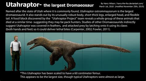 Utahraptor Size by Harry-the-Fox on DeviantArt