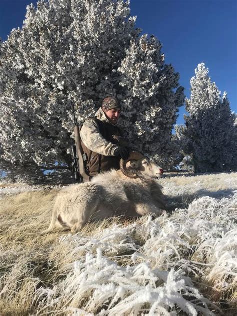 EXOTIC RAMS – Four Aces Ranch | Exotic Hunting | Ashwood, OR