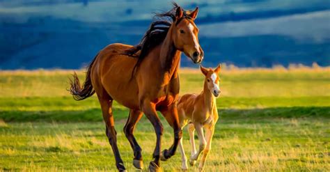 What’s a Baby Horse Called & 4 More Amazing Facts! - A-Z Animals