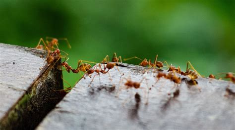 What Are Pheromone Trails and How Do Ants Use Them?