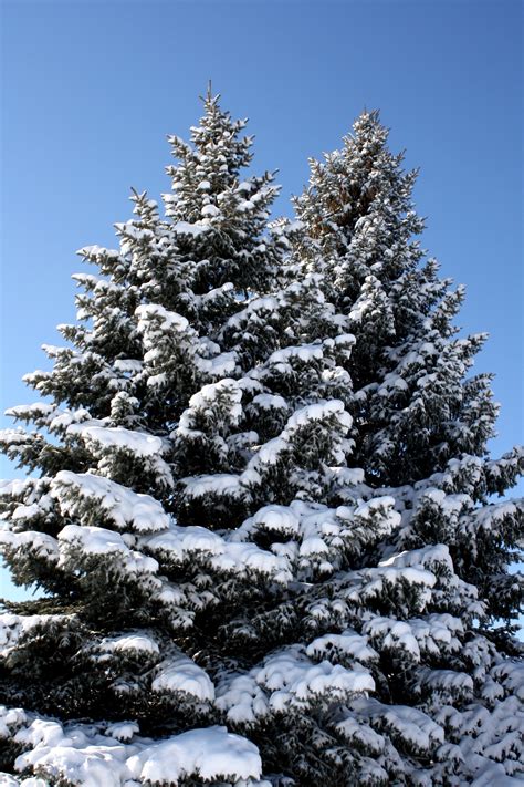 Two Snow Covered Pine Trees – Photos Public Domain