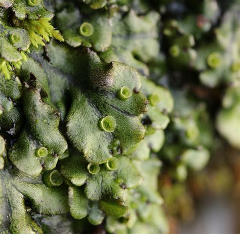 Thalloid liverworts – Floral Finds