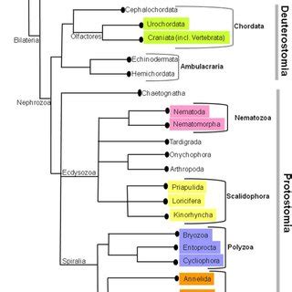 The current phylogenetic relationships in Metazoa. This tree was ...