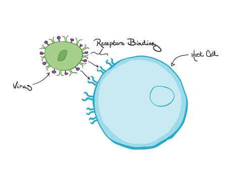 What is phagocytosis?