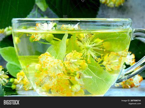 Linden Linden Tea. Image & Photo (Free Trial) | Bigstock