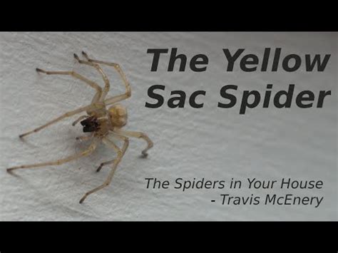 Unearth the Reality of Pennsylvania's Venomous Spiders - Animals Around ...