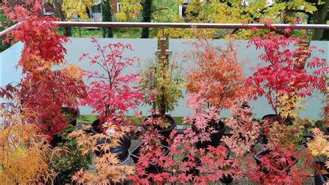 Japanese Maples - Fall Colors '23 on My Balcony and in the Garden - YouTube