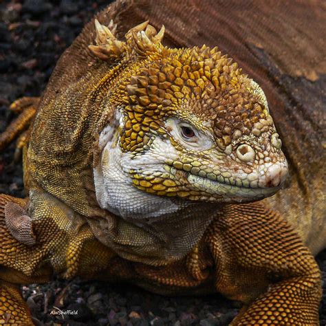 Galapagos Land Iguana Photograph by Allen Sheffield - Fine Art America