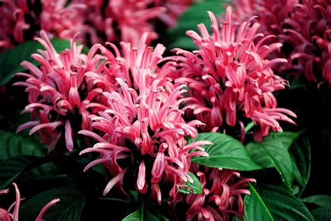 Brazilian plume flower magnificent in the shade garden