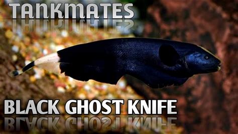 Black ghost knife fish tank mates | Ghost knife fish tankmates . - YouTube