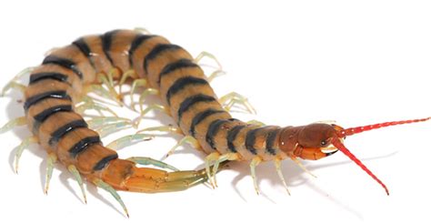 Centipedes have borrowed proteins in their venom from bacteria and ...