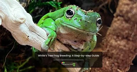 How To Breed White’s Tree Frogs: [12 Steps Guide]